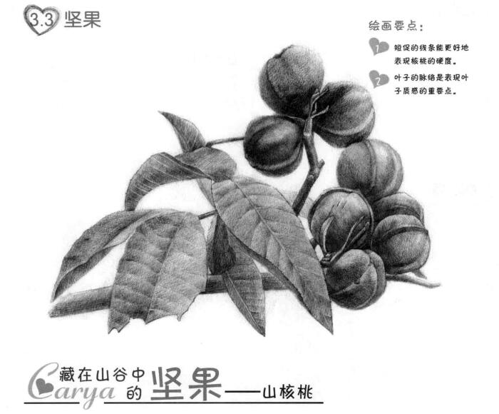 山核桃的素描画法