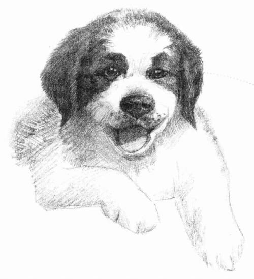 素描小狗 简单图片