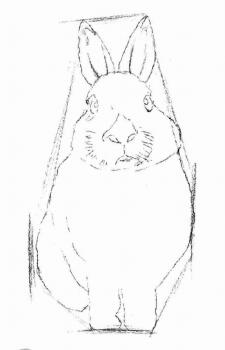 兔子的素描画法步骤02