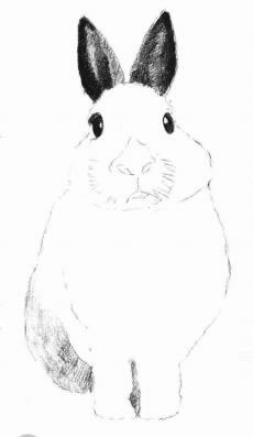 兔子的素描画法步骤04
