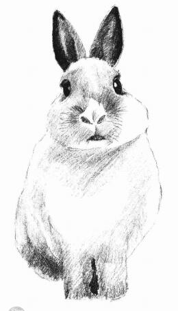兔子的素描画法步骤05