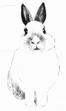 兔子的素描画法步骤06