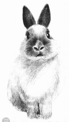 兔子的素描画法步骤08