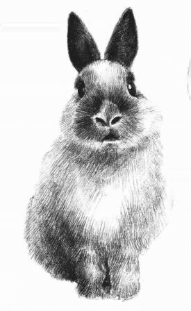 兔子的素描画