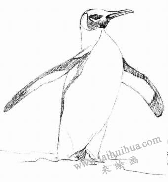 马达加斯加企鹅素描图片