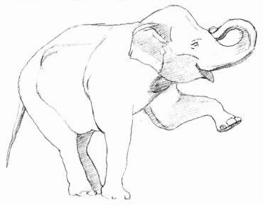 大象的素描画法