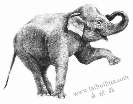 大象的素描画法