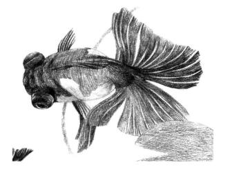热带鱼素描图片