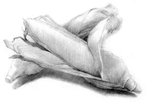长着长长胡须的生灵——玉米的素描画法步骤图示