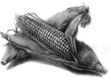 玉米结构素描图片