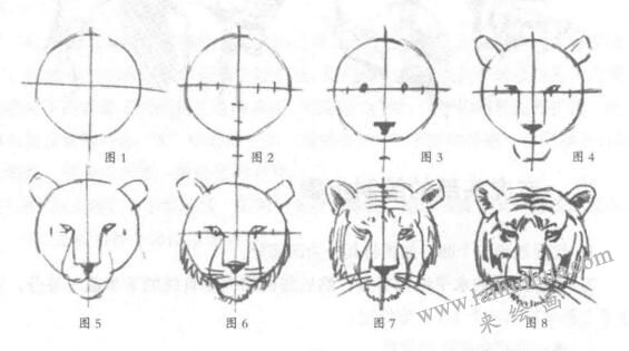 老虎头部素描画法步骤(1