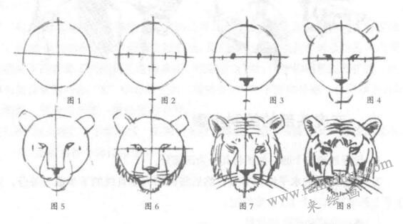 老虎頭部素描畫法步驟(1-8)