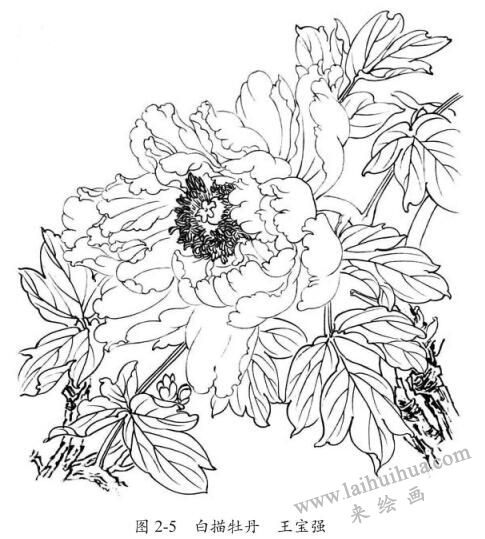 白描花卉的临摹方法及步骤 白描牡丹范例 小南美术网
