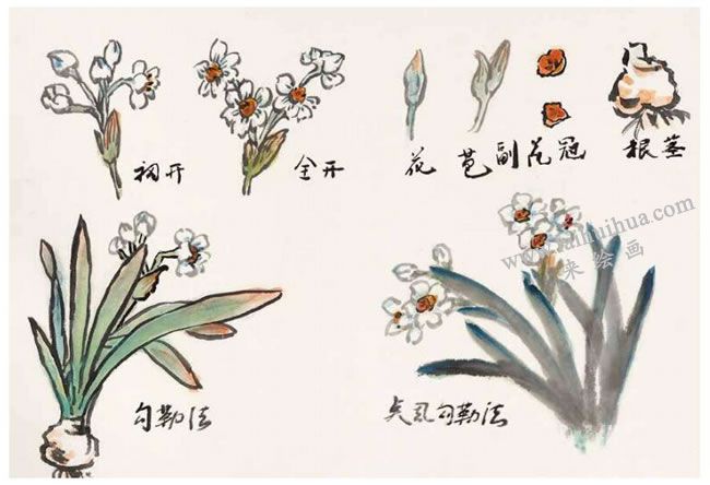 水仙花组成示意图图片
