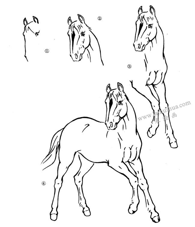 马头怎么画 步骤图片