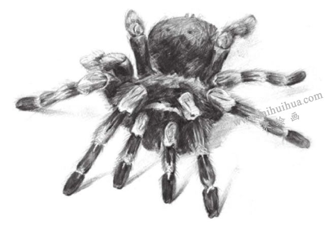 描写绘画了不起的蜘蛛图片