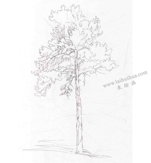 铅笔起稿时要注意松树的高宽比例和枝叶的生长状态