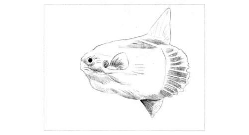 翻车鱼的素描画法步骤图示解析,素描翻车鱼绘制步骤
